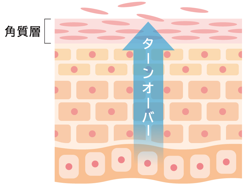 ターンオーバー